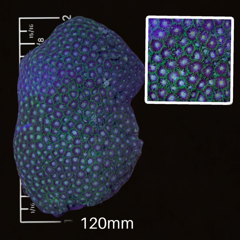 Zoa Colony (Collection Only)