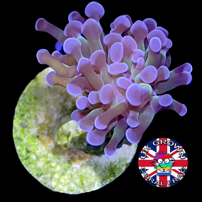 1 Head Hammer Frag (UK Grown)