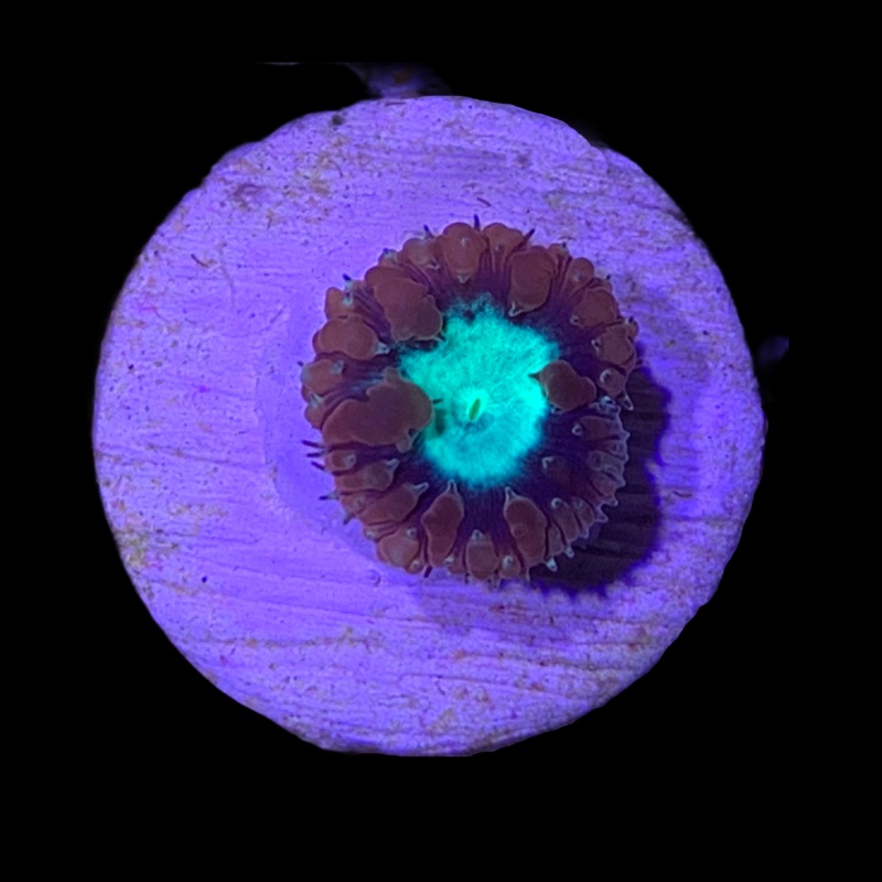 1 Head Pale Red / Green Blastomussa
