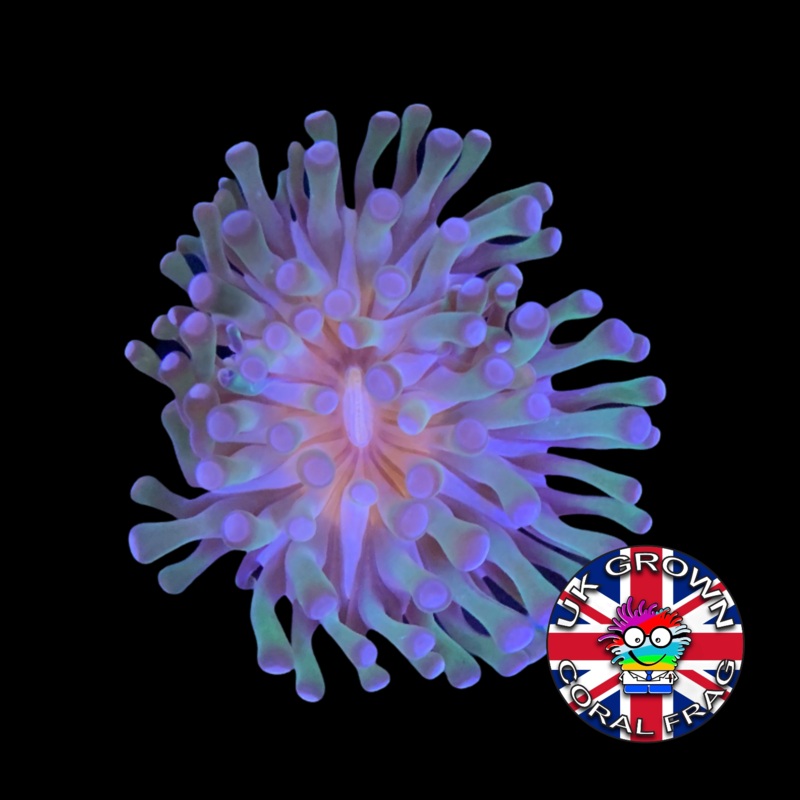 1 Heads hammer Frag (UK Grown)
