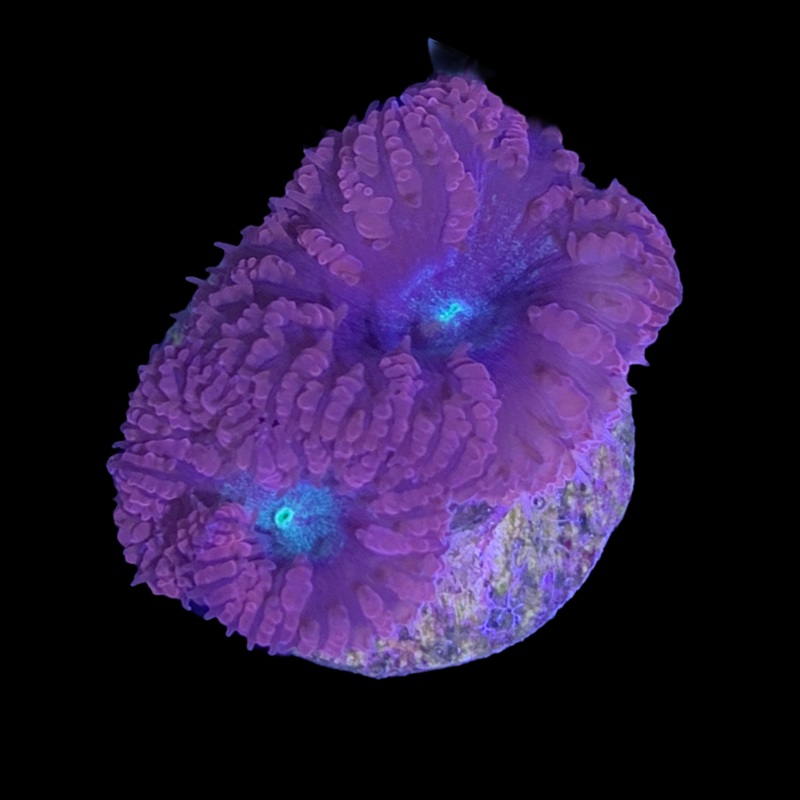 2 Head Red / Pale Blue Blastomussa