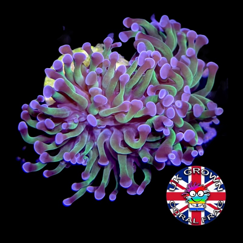 2 Heads Hammer Frag (UK Grown)