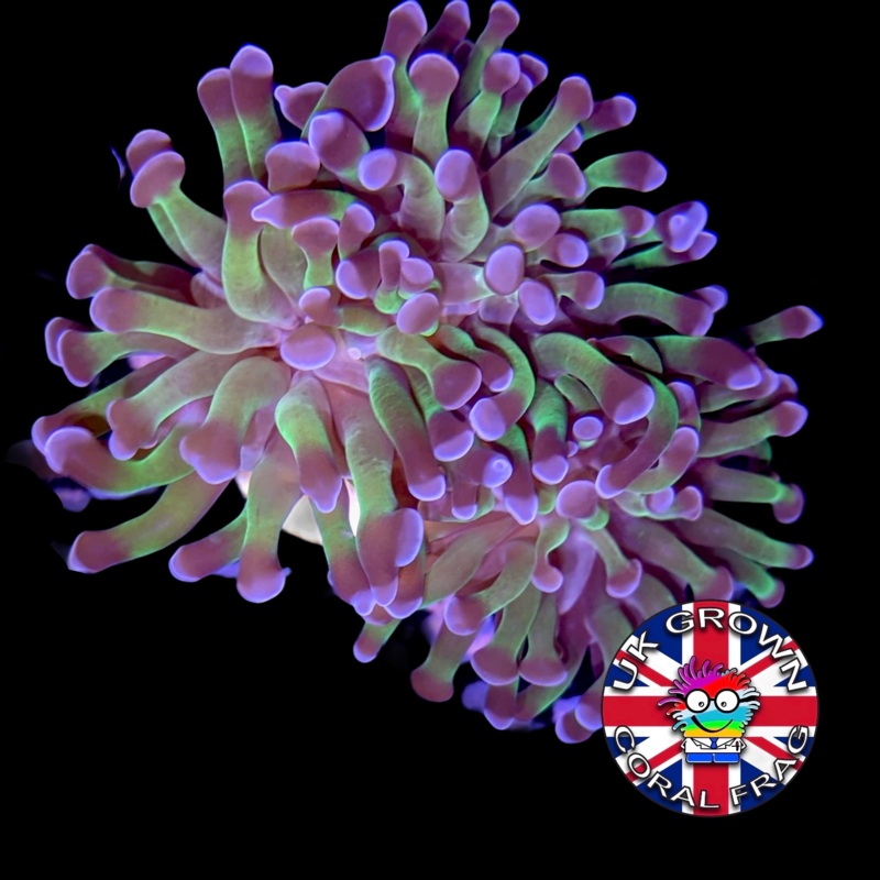 3 Heads Hammer Frag (UK Grown)