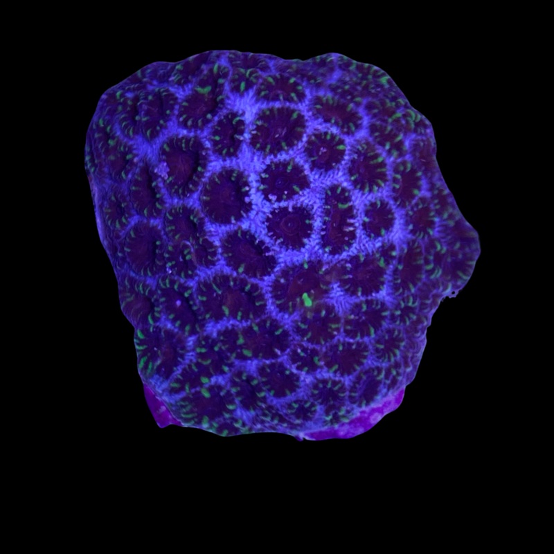 Favia Coral XL Frag