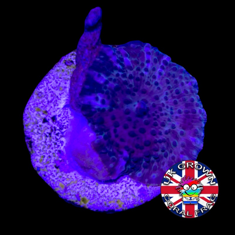 Galactix Mushroom  (UK Grown)