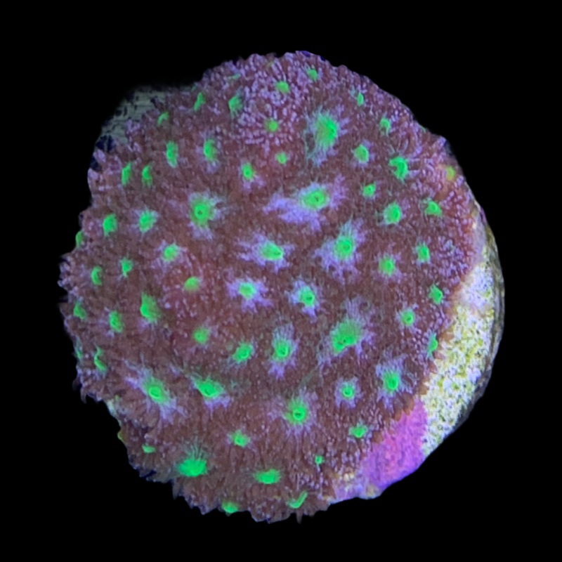Green Leptastrea Frag (UK Grown)