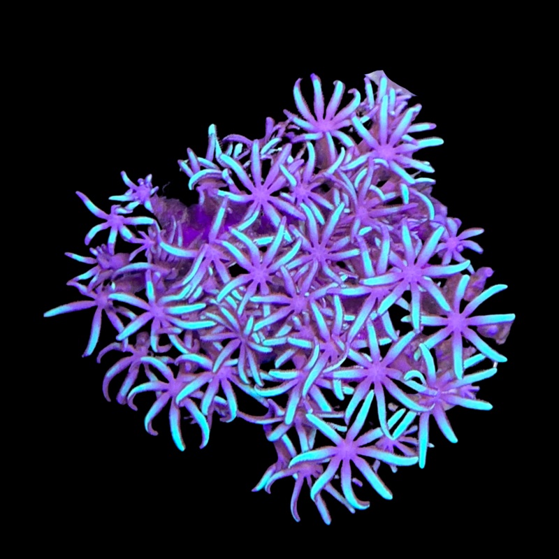 Green Star Polyps (Larger Plug)
