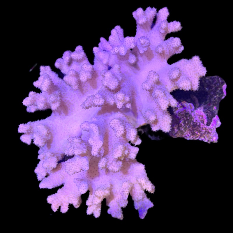 Lobophytum Colony