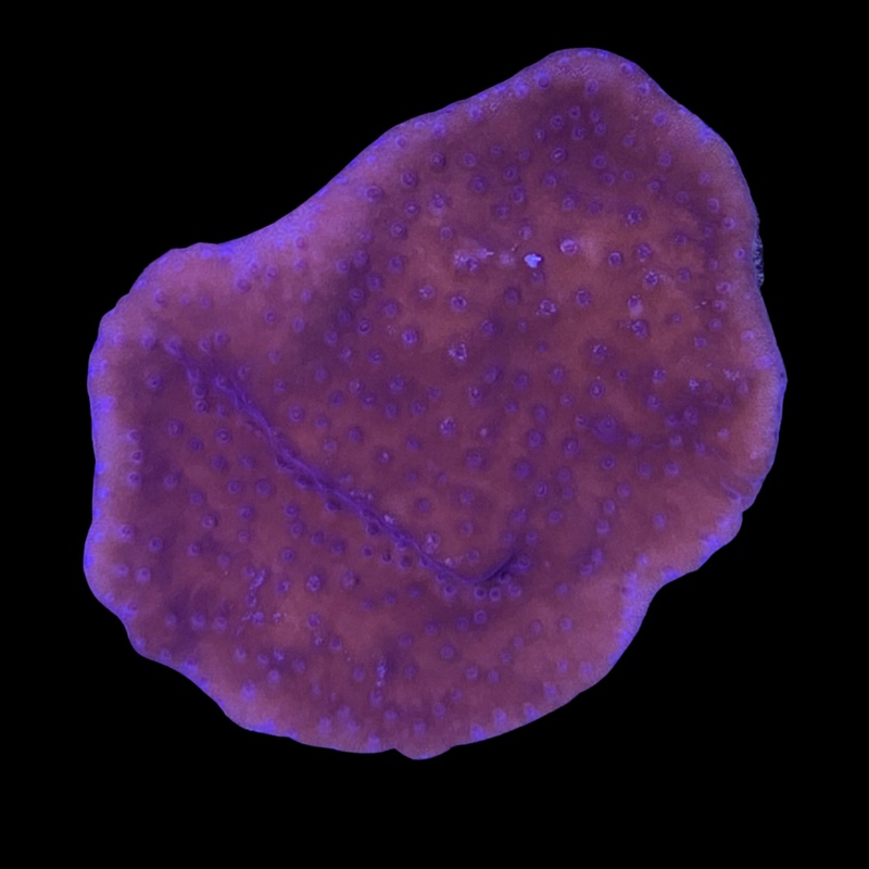 Medium Red plating Montipora (UK Grown)