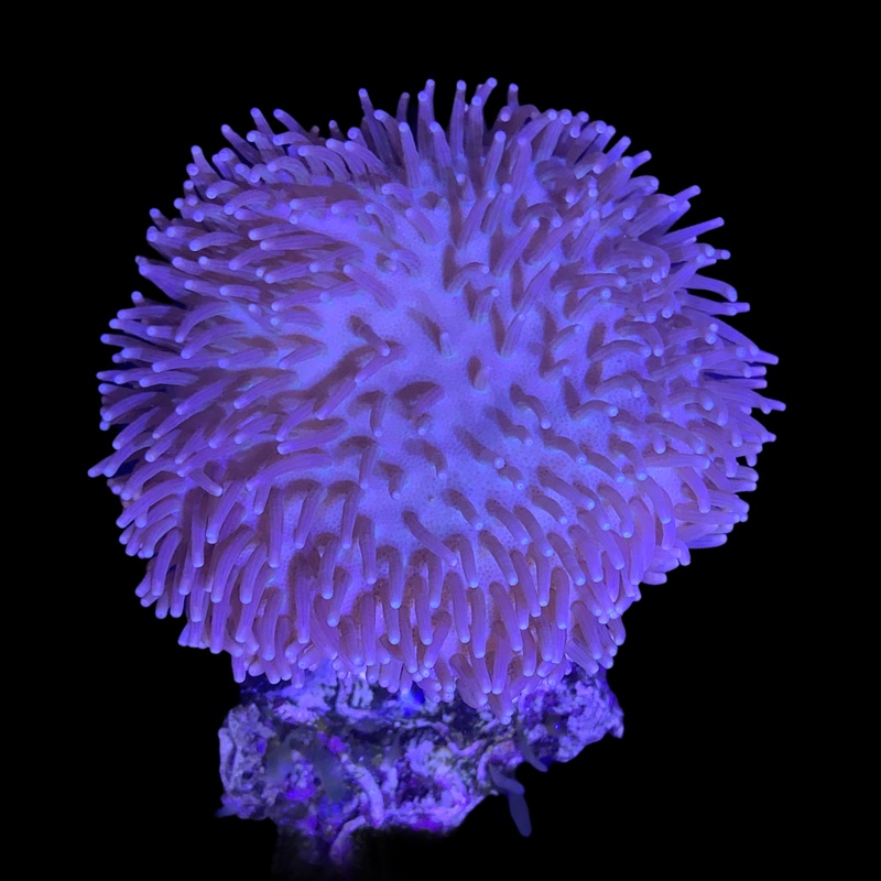 Medium Toadstool