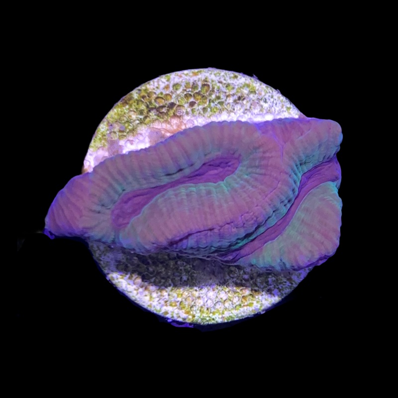 Metallic Platygyra