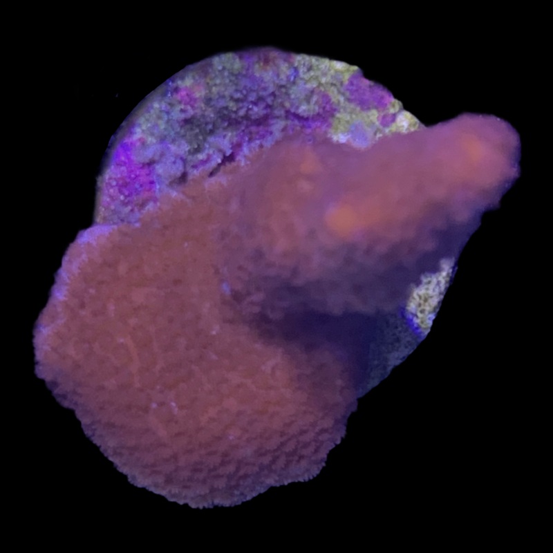 Montipora digitata (UK Grown)