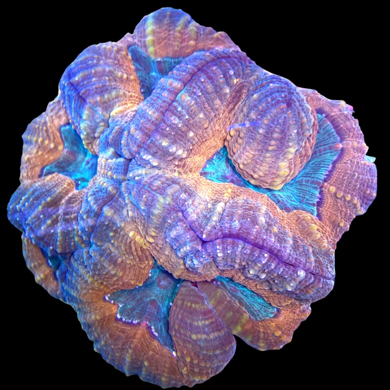 Multicoloured Lobophyllia (Collection Only)