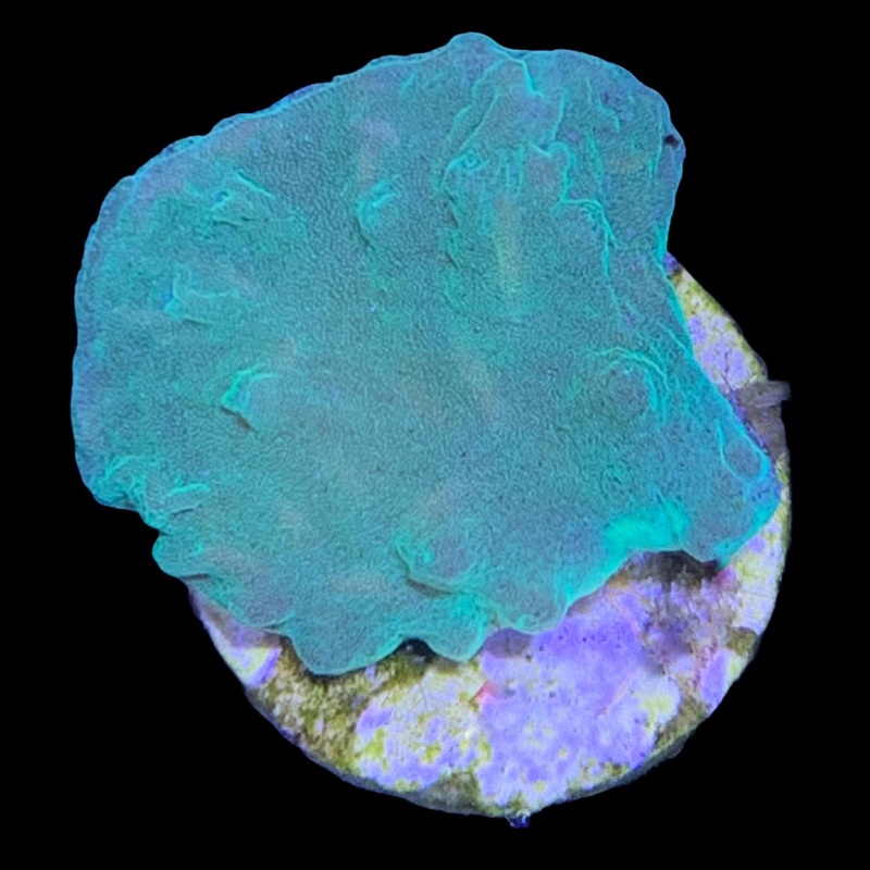 Neon Green Cabbage Coral  (UK Grown)