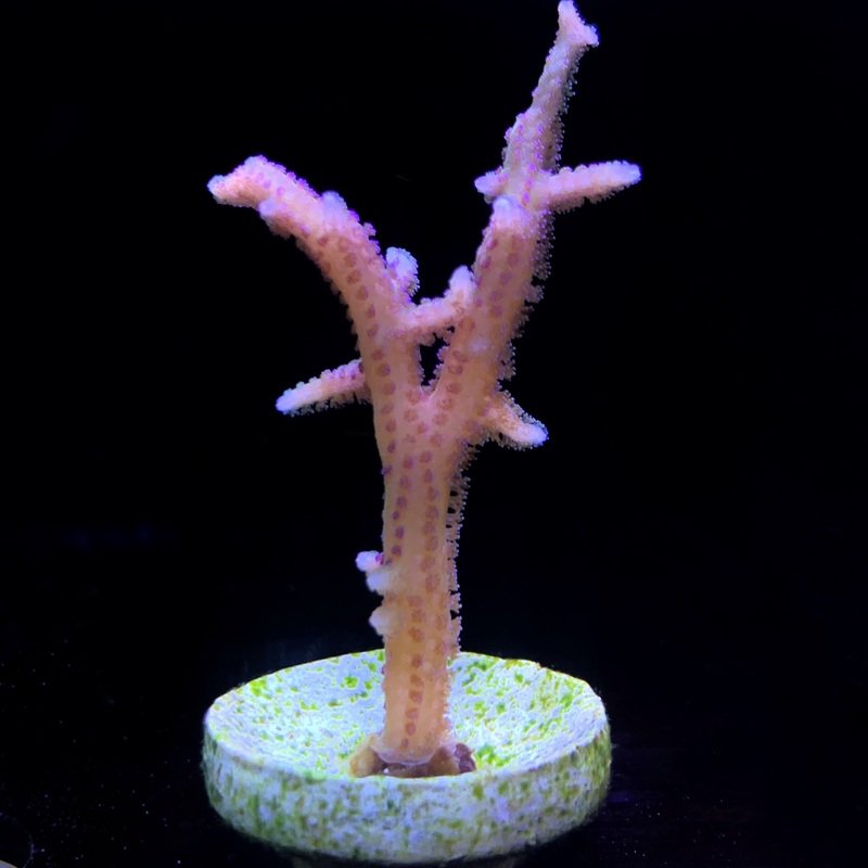 Pink Hystrix Seriatopora (UK Grown)