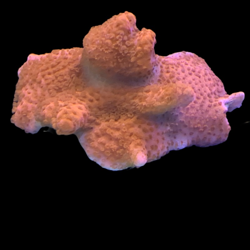 Red Montipora digitata