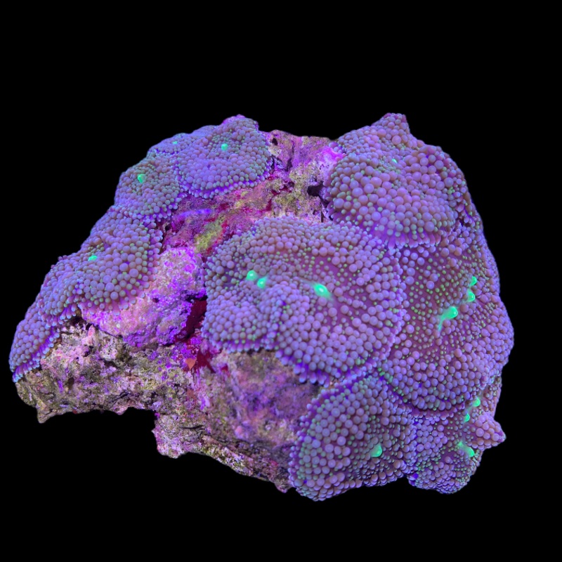 Ricordea Florida colony (Collection Only)