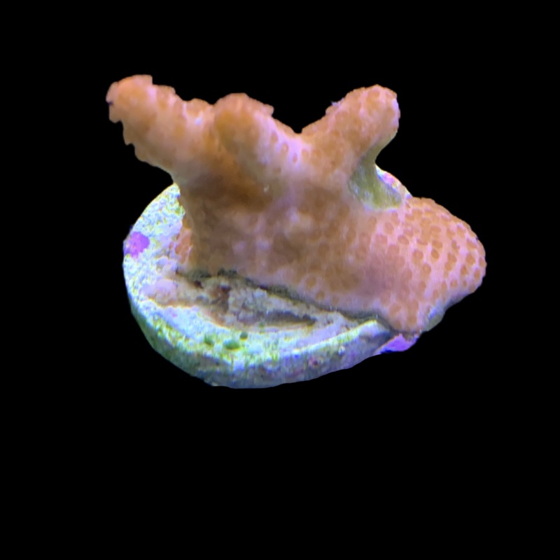 Rusty Montipora digitata