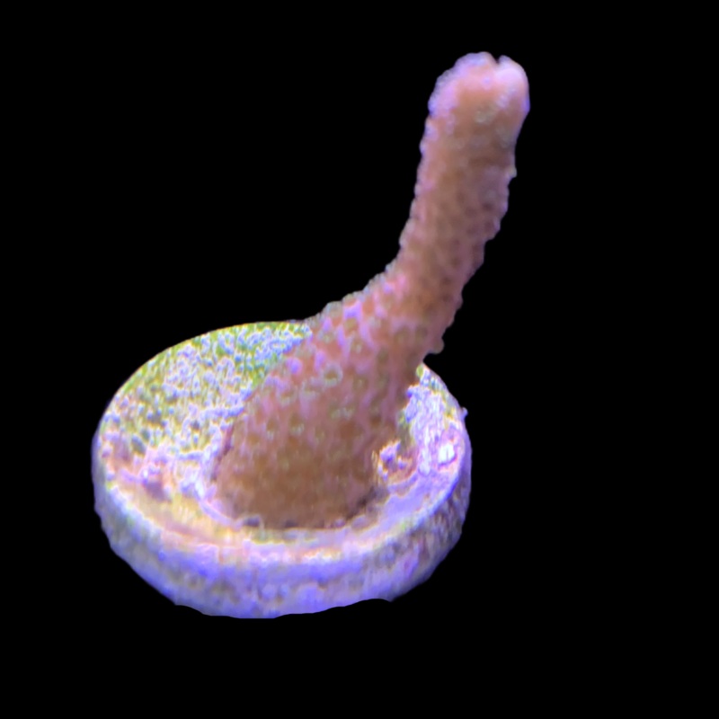 Rusty Montipora digitata (UK Grown)