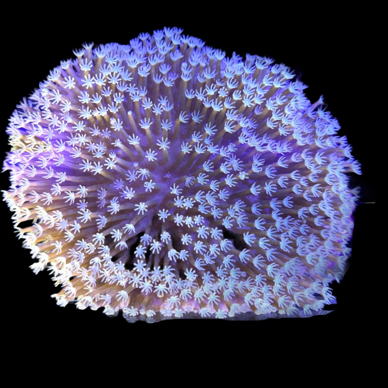 Sarcophyton Ehrenbergi Toadstool
