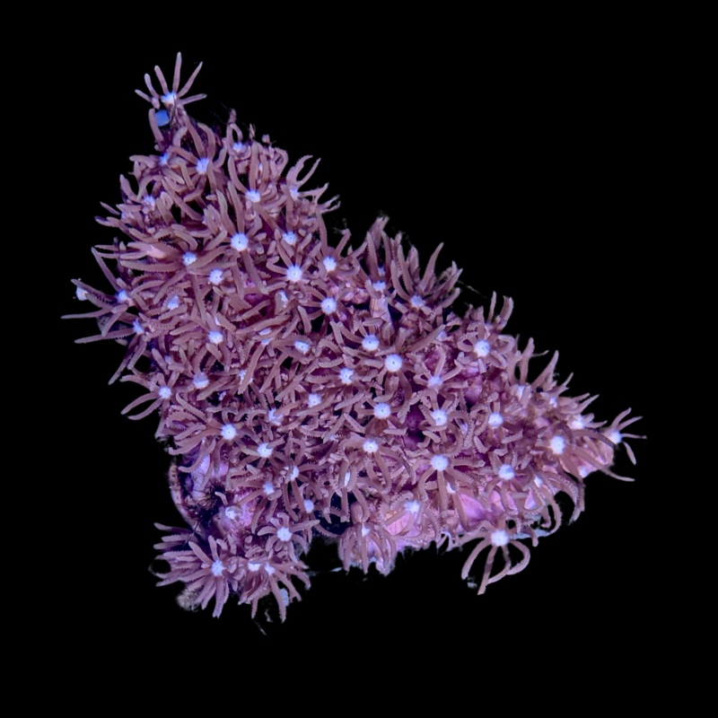 Star Polyps (Larger Plug)