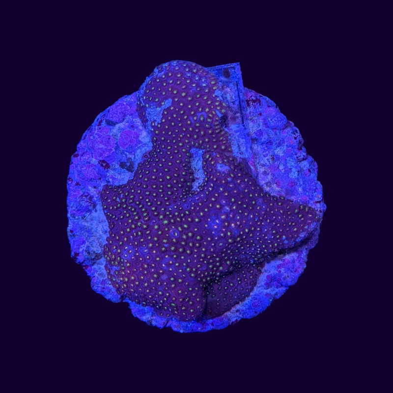 Stylocoeniella - Thorn Coral