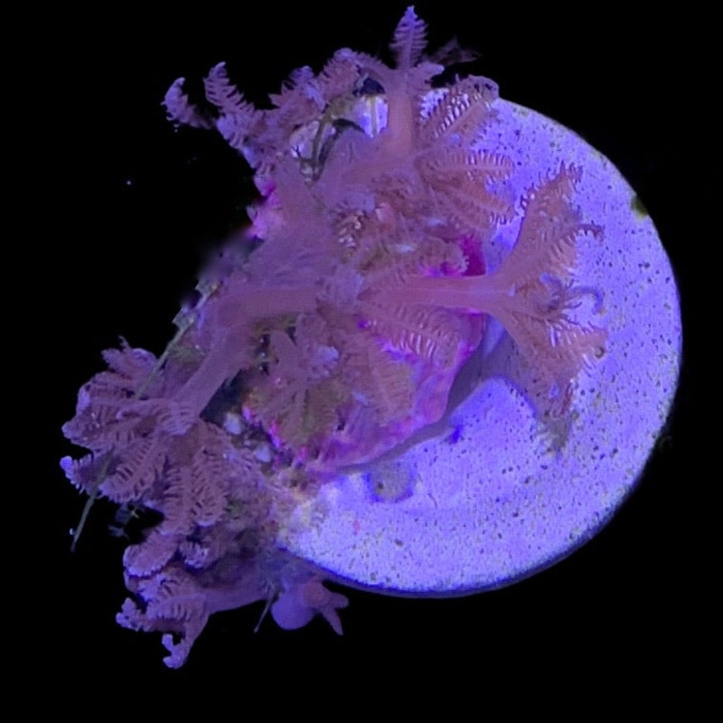 Xenia (UK Grown)