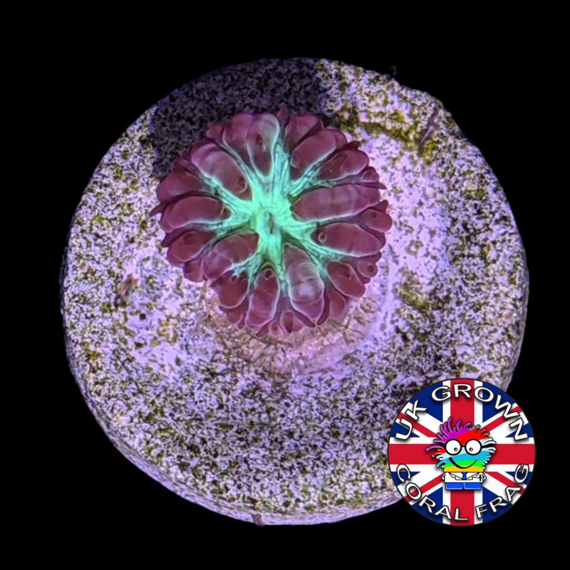 1 Head Blastomussa Merletti (UK Grown)