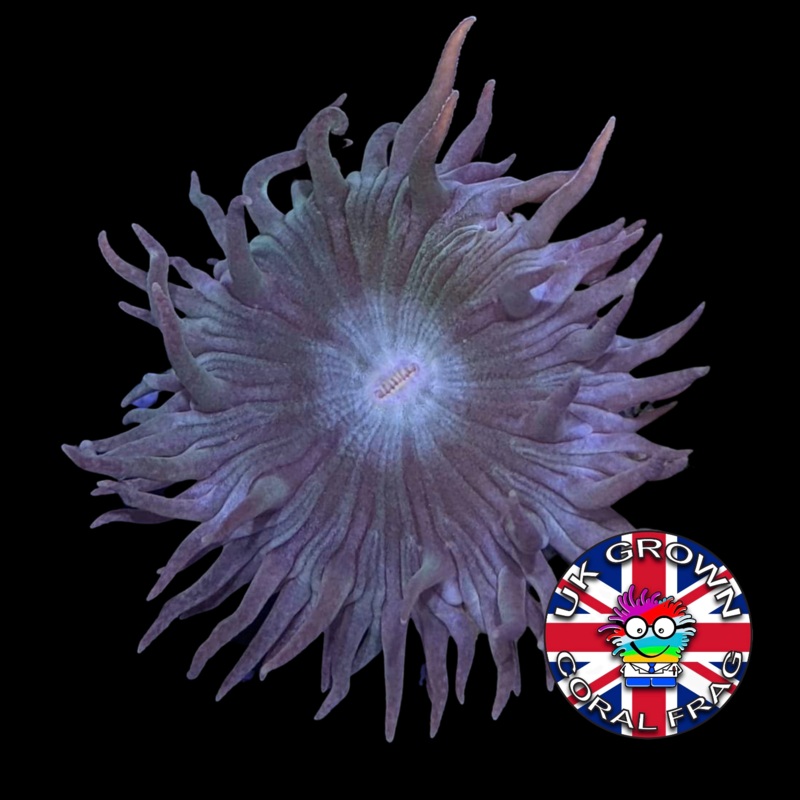 1 Head Duncan (UK Grown)