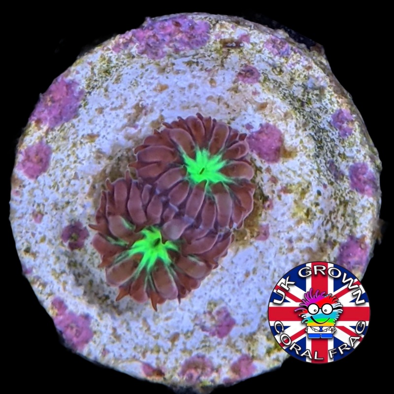 2 Head Blastomussa Merletti (UK Grown)