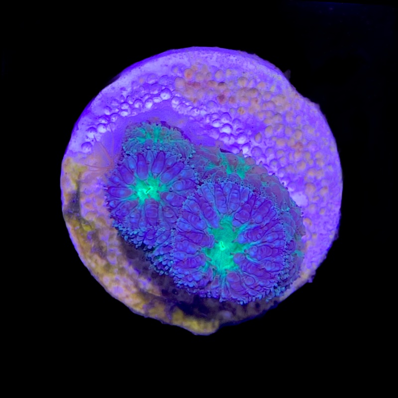 3 Head Grey / Green Blastomussa
