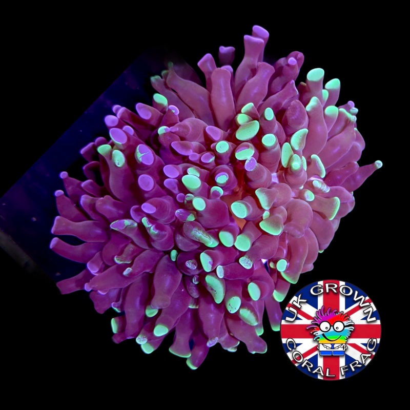 4 Mouth Hammer Frag (UK Grown)