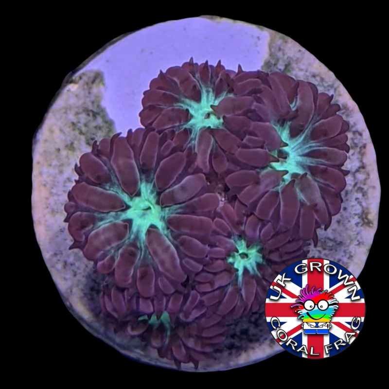 5 Head Blastomussa Merletti (UK Grown)