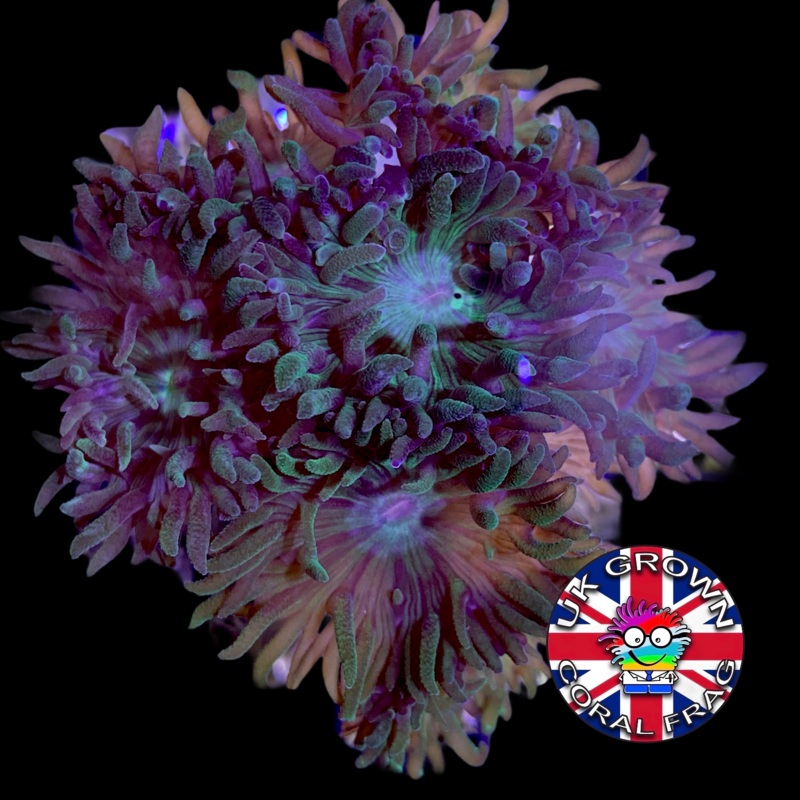 5 Head Duncan (UK Grown)