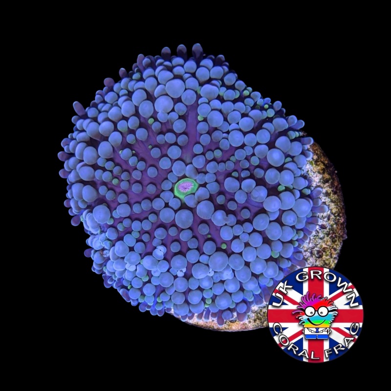 Blue Ricordea Florida (UK Grown)