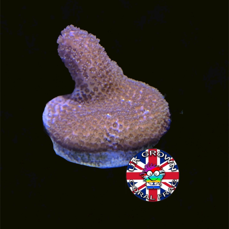 Brown Montipora digitata (UK Grown)