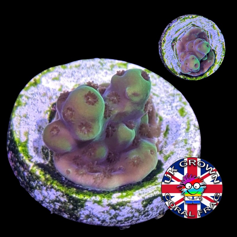 Green Tipped Acropora Tenuis (UK Grown)