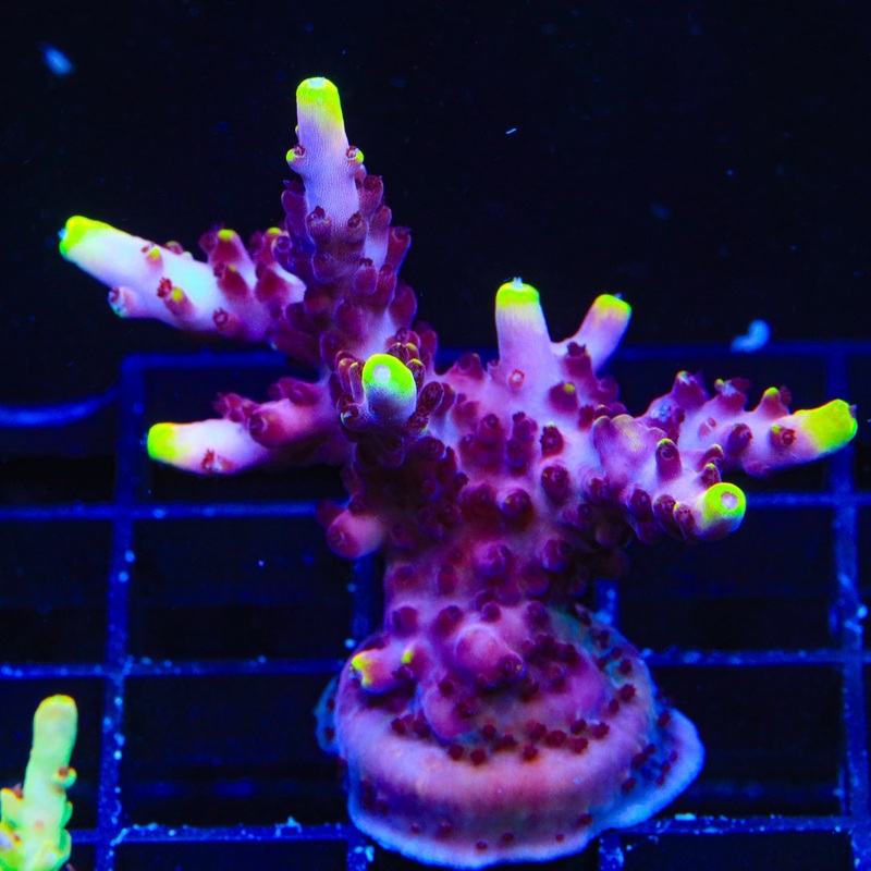 JF Fox Flame Acropora Colony Coral