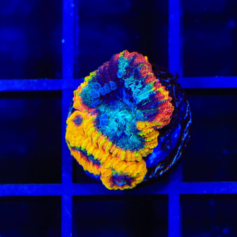 JF Yellow Submarine Favia Coral