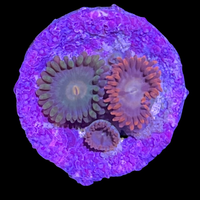 John Deere & Chocolate Orange Mix Zoa Frag
