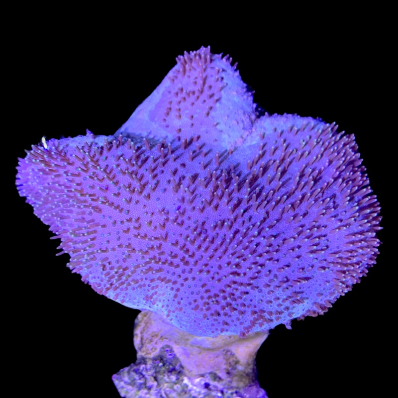 Large Toadstool Colony