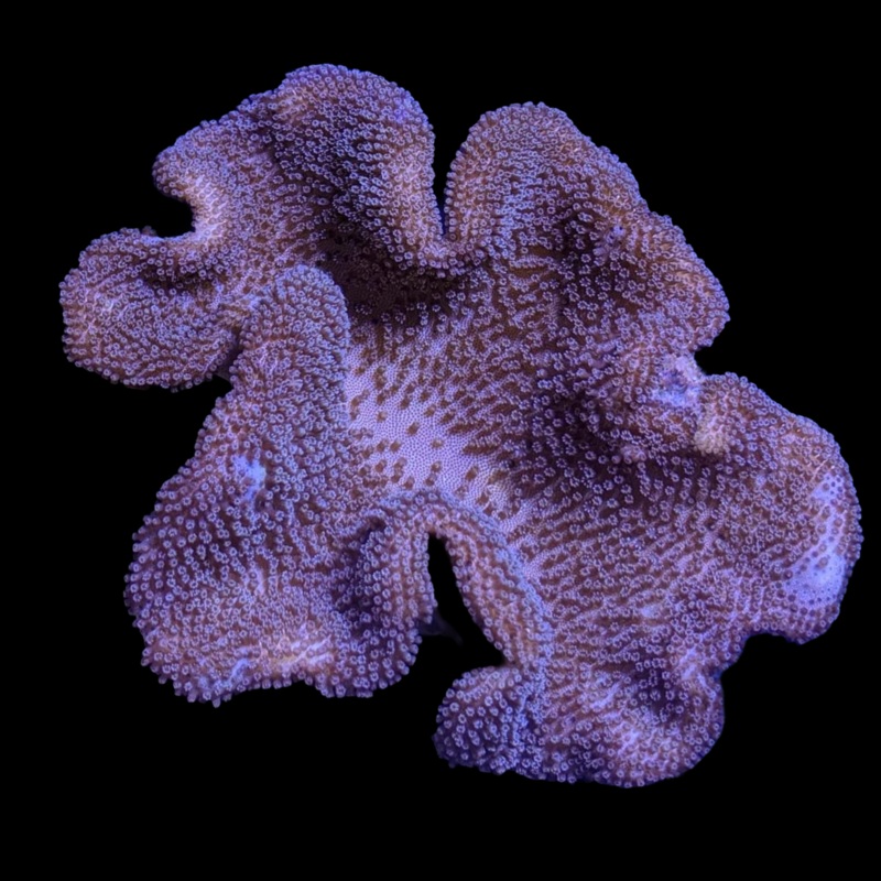 Large Toadstool Leather Colony