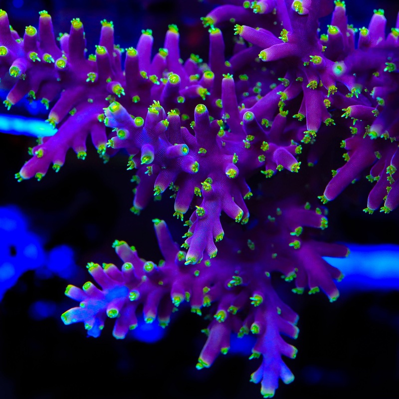Little Red Ferrari Acropora Coral