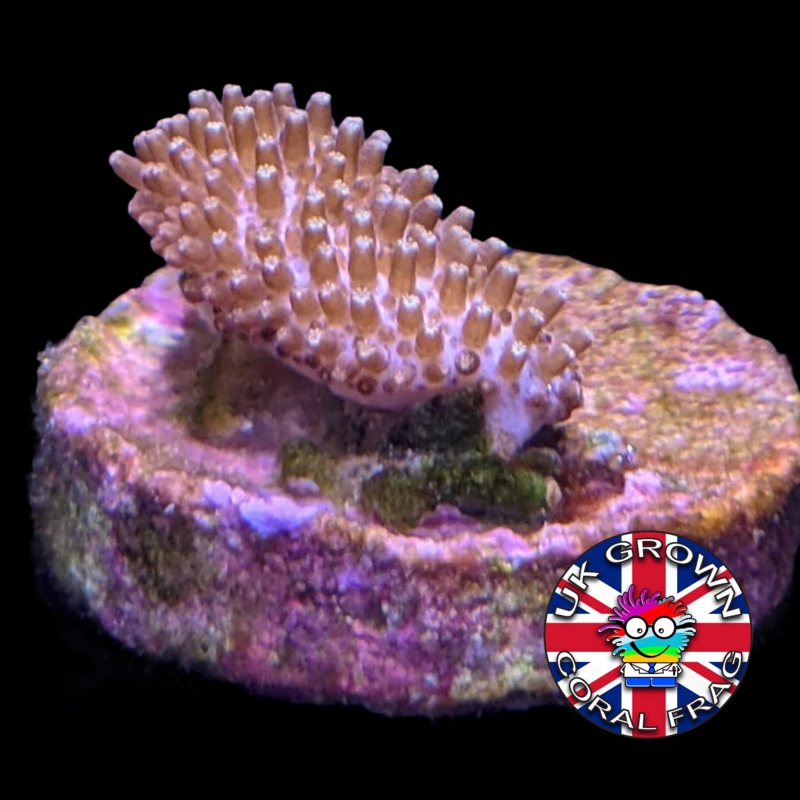 Mini Toadstool (UK Grown)