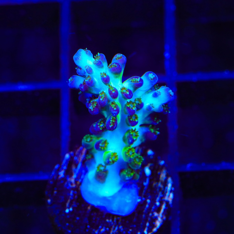 ORA Pearlberry Acropora Coral