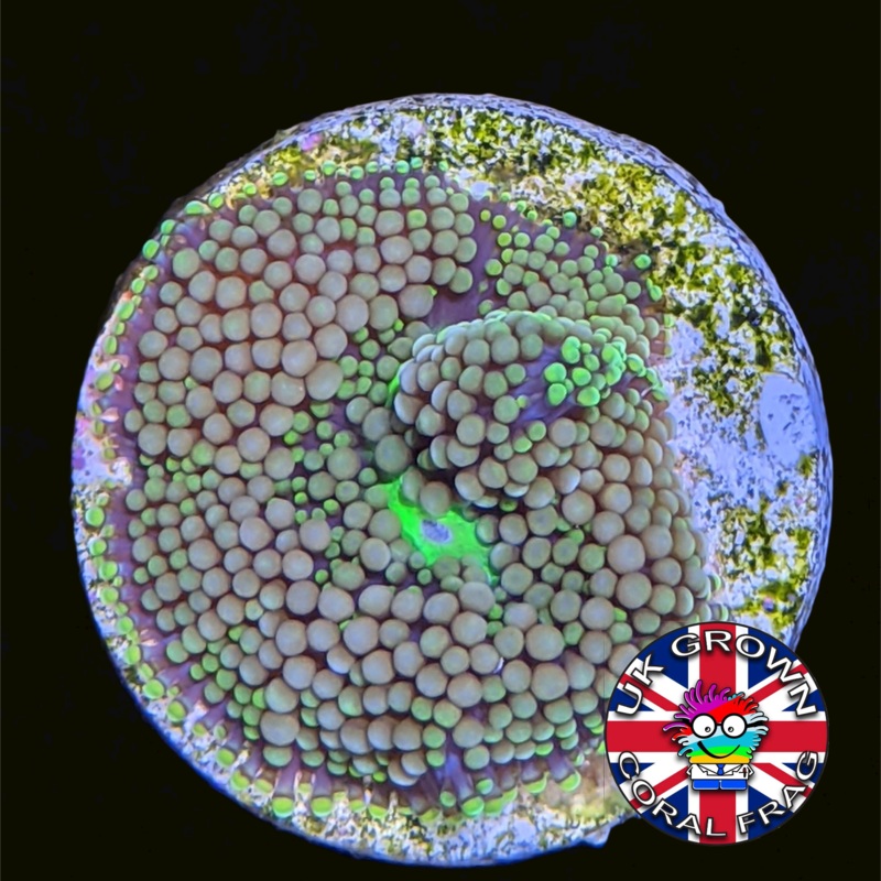 Orange / Green Ricordea Florida (UK Grown)