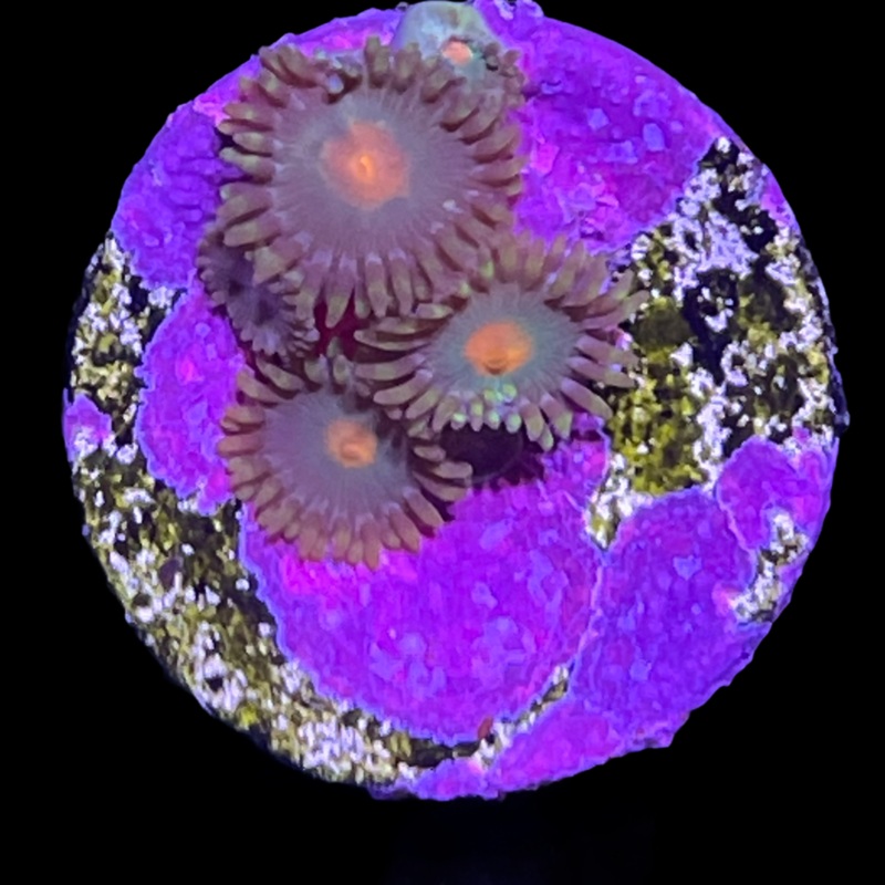 Orange Spot Zoa Frag