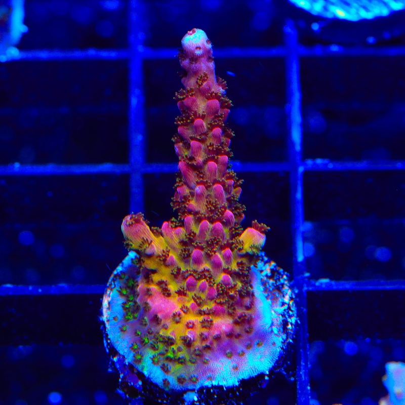 PC Rainbow Acropora Coral