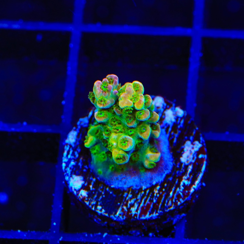 PC Superman Table Acropora Coral