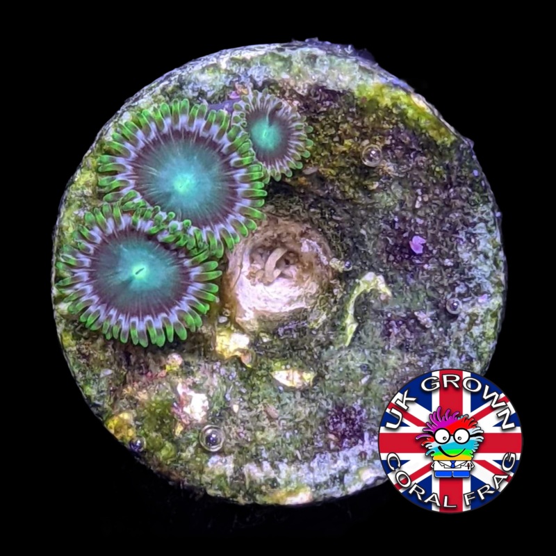 Radioactive Dragons Eyes Zoa Frag (UK Grown)